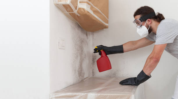 Professional Attic Mold Remediation technician working in Annandale, VA