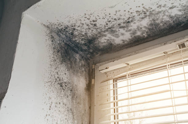 Affordable Attic Mold Remediation solutions in Annandale, VA