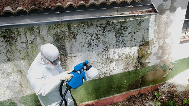 Top rated local Attic Mold Remediation specialists in Annandale, VA